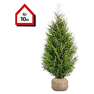 Piardino Lebensbaum Smaragd - 160 cm - 180 cm, Thuja occidentalis 'Smaragd',  20 Stk. online kaufen bei BAUHAUS