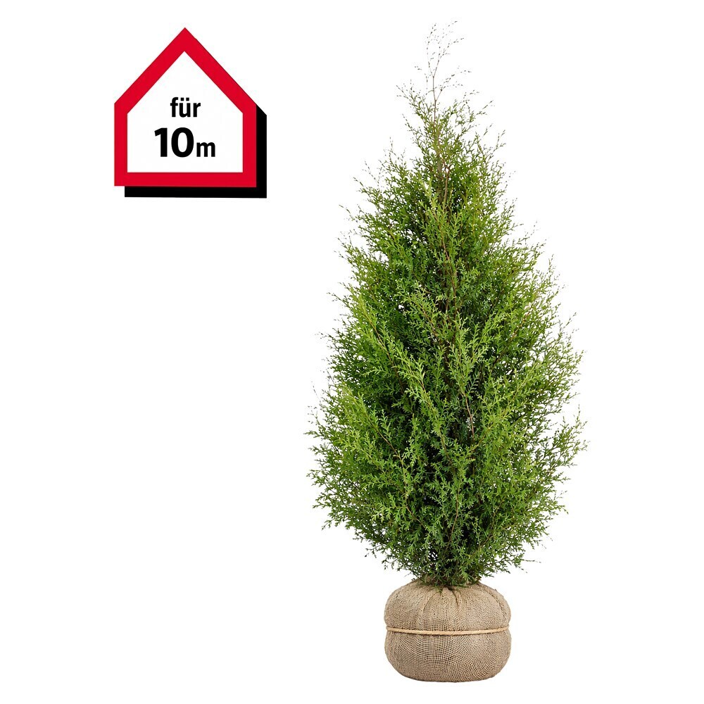 Piardino Lebensbaum Smaragd - 160 cm - 180 cm, Thuja occidentalis 'Smaragd',  20 Stk. online kaufen bei BAUHAUS