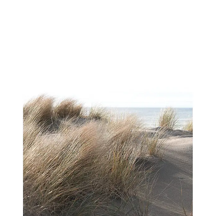 Marburg Smart Art Easy Fototapete Floral IV - B x H: 212 x 270 cm, Vlies - Nahaufnahme von trockenem Gras auf Sanddünen am Meer unter hellem Himmel.