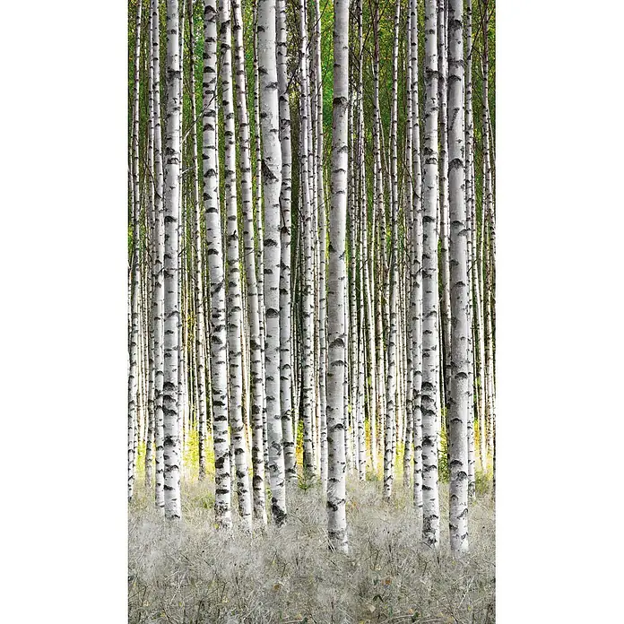 Marburg Smart Art Easy Fototapete Wald - B x H: 159 mm x 270 cm, Vlies - Dichter Birkenwald mit weißen Stämmen, leuchtend grünem Laub und heller Bodenbedeckung.