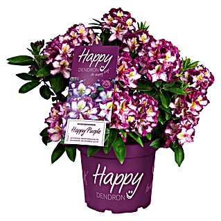 Piardino Rhododendron (HAPPYdendron® Pushy Purple, Topfgröße: 23 cm, Blütenfarbe: Pink)