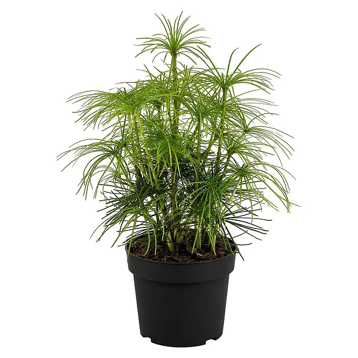 Piardino Japanische Schirmtanne - Sciadopitys verticillata, Topfgröße: 19 cm - Topf-Schirmgras mit schlanken grünen Stielen und strahlenförmigen dünnen Blättern im schwarzen Topf.