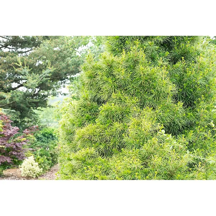 Piardino Japanische Schirmtanne - Sciadopitys verticillata, Topfgröße: 19 cm - Üppiges, panaschiertes grün-gelbes Nadelbaumlaub mit Neuaustrieben in einem Garten.