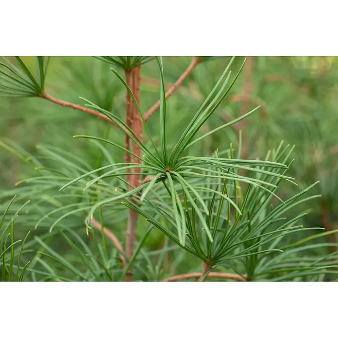 Piardino Japanische Schirmtanne - Sciadopitys verticillata, Topfgröße: 19 cm - Nahaufnahme von leuchtend grünen Kiefernnadeln, die von einem Ast ausstrahlen.