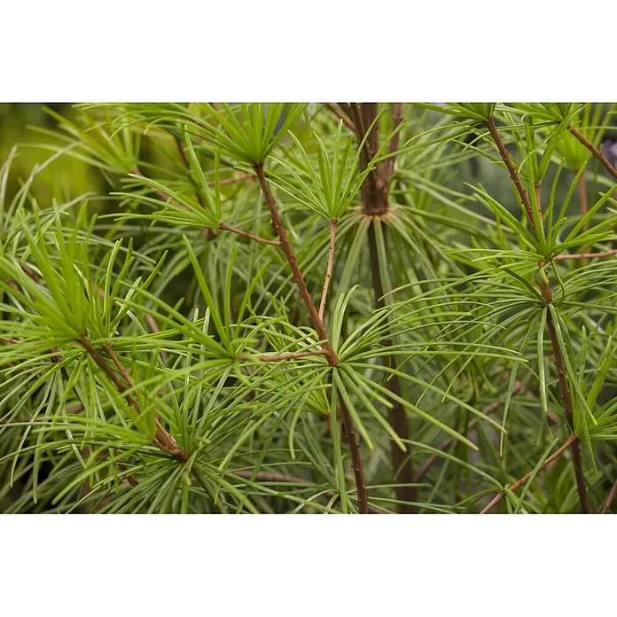 Piardino Japanische Schirmtanne - Sciadopitys verticillata, Topfgröße: 19 cm - Üppiges grünes Blattwerk einer Pflanze mit nadelartigen Blättern, die von braunen Stielen ausgehen.