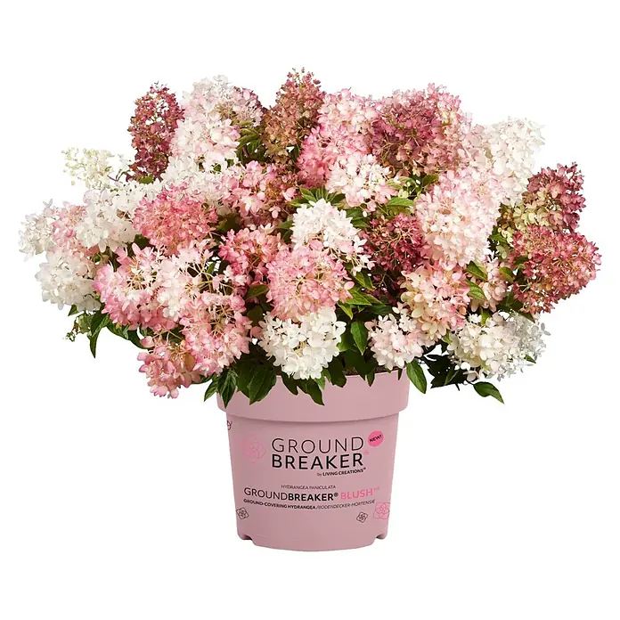 Hortensie -  - Topf-Hortensie Groundbreaker Blush mit rosa und weißen Blüten im rosa Topf.
