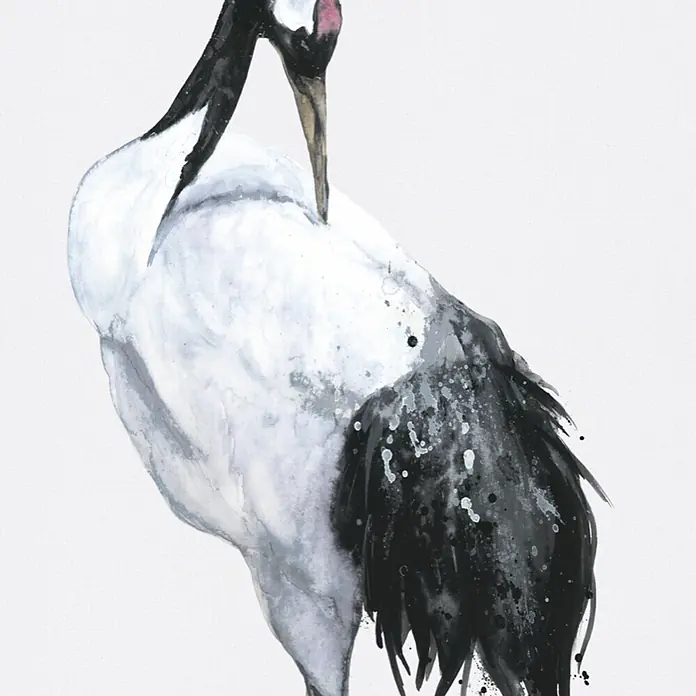 Marburg Kumano Fototapete Bird Illustration I - B x H: 106 x 270 cm, Vlies - Aquarellbild eines schwarz-weißen Mandschurenkranichs mit zarter rosa Zeichnung.