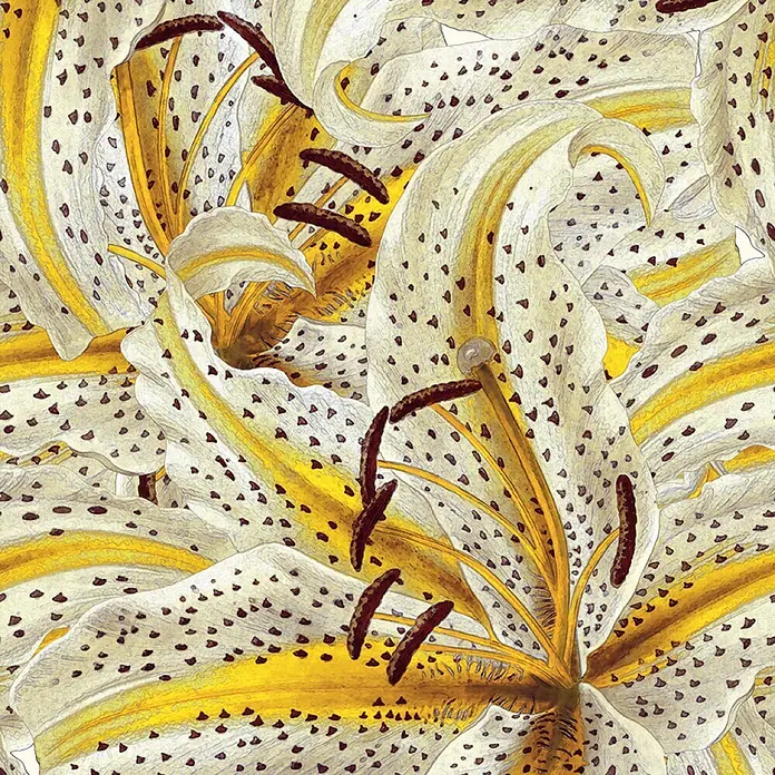 Marburg Smart Art Aspiration Fototapete Flower - B x H: 159 mm x 270 cm, Vlies - Nahaufnahme von weiß-gelben gepunkteten Lilienblüten mit dunkelbraunen Staubblättern.