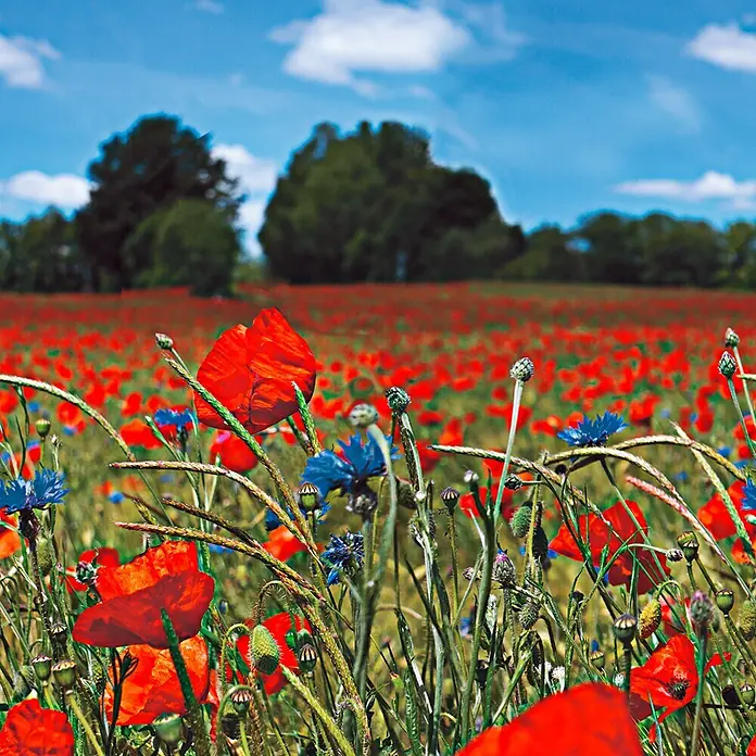 Marburg Smart Art Easy Fototapete Floral II - B x H: 159 mm x 270 cm, Vlies - Lebhaftes Feld roter Mohnblumen und blauer Kornblumen unter blauem Himmel, mit grünen Stängeln im Vordergrund.