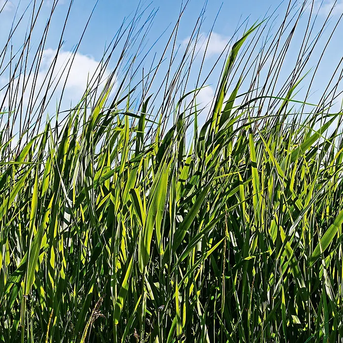 Marburg Smart Art Easy Fototapete Floral III - B x H: 159 mm x 270 cm, Vlies - Hohes grünes Gras und Schilf vor blauem Himmel mit einigen Wolken.