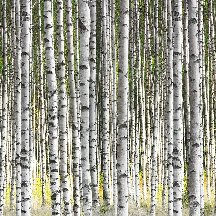 Marburg Smart Art Easy Fototapete Wald - B x H: 159 mm x 270 cm, Vlies - Dichter Birkenwald mit zahlreichen weißen Baumstämmen, dunklen Markierungen und lebhaftem grün-gelbem Laub.