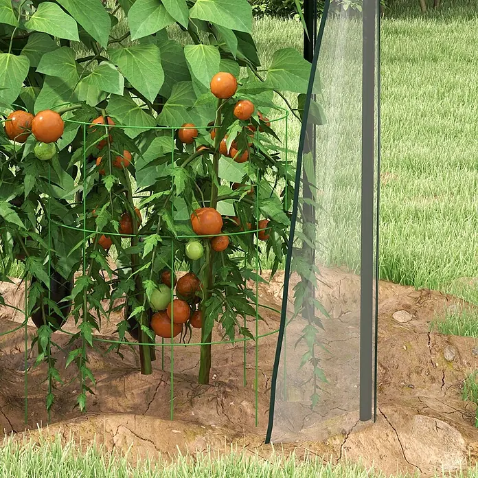 Furnicato Gewächshaus - 90 x 145 cm, Material Seitenwand: Stahl, 14 mm, silber - Grüner Draht-Tomatenkäfig stützt Pflanze mit reifen Tomaten neben transparenter Schutzplatte.