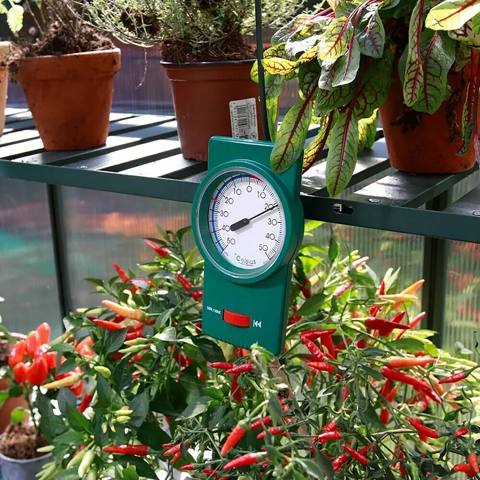 Vitavia Thermometer - Analog, L x B x H: 4 x 12 x 22,5 cm, Grün - Nahaufnahme eines grünen Celsius-Thermometers vor einer Pflanze mit roten Chilischoten in einem Gewächshaus.