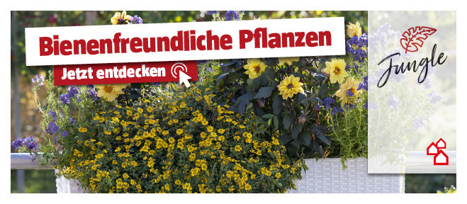 Bienenfreundliche Balkonpflanze im Topf