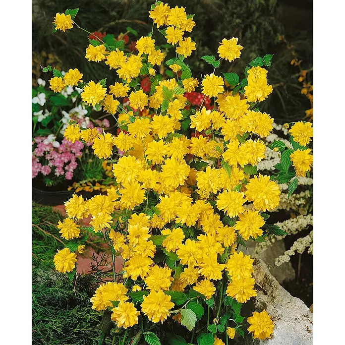Pflanzen für dich Ranunkelstrauch 80-100 cm - Kerria japonica, Aktuelle Wuchshöhe: 80 cm - 100 cm, Gelb - Buschartige Pflanze mit zahlreichen leuchtend gelben, gefüllten Blüten und grünen Blättern in einem Garten.