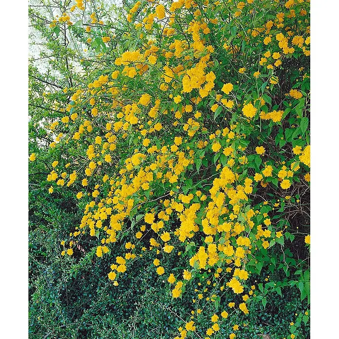 Pflanzen für dich Ranunkelstrauch 80-100 cm - Kerria japonica, Aktuelle Wuchshöhe: 80 cm - 100 cm, Gelb - Kräftig gelb blühender Strauch mit dichtem grünem Laub in natürlicher Umgebung.
