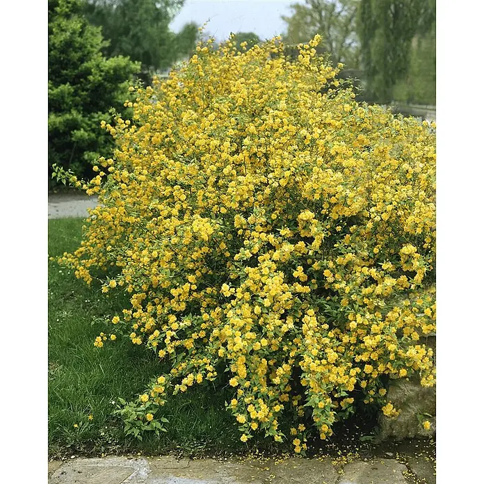 Pflanzen für dich Ranunkelstrauch 80-100 cm - Kerria japonica, Aktuelle Wuchshöhe: 80 cm - 100 cm, Gelb - Ein dichter Strauch mit vielen kleinen, leuchtend gelben Blüten in einer Gartenumgebung.