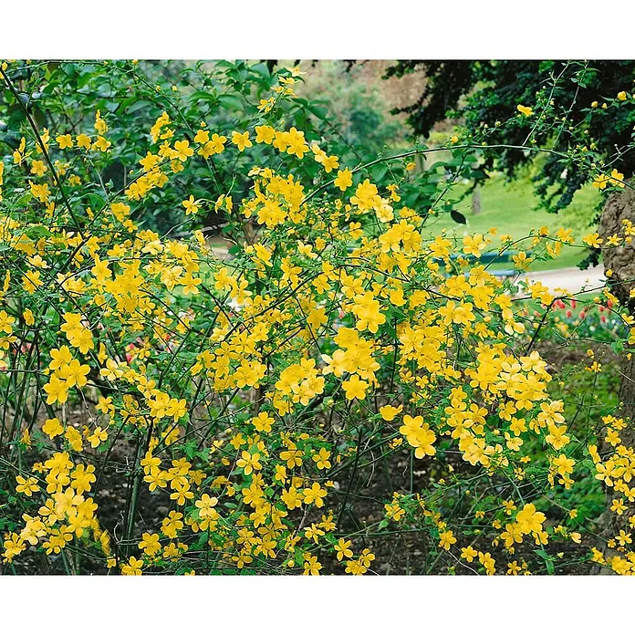 Pflanzen für dich Ranunkelstrauch 80-100 cm - Kerria japonica, Aktuelle Wuchshöhe: 80 cm - 100 cm, Gelb - Busch mit zahlreichen kleinen gelben Blüten in einem Garten blühend.