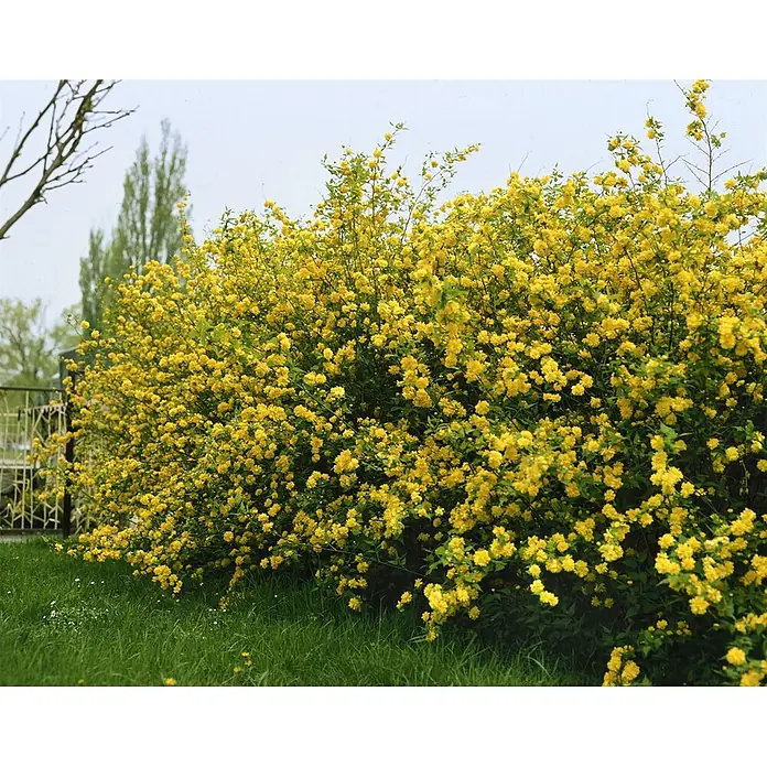 Pflanzen für dich Ranunkelstrauch 80-100 cm - Kerria japonica, Aktuelle Wuchshöhe: 80 cm - 100 cm, Gelb - Ein lebhafter Strauch, bedeckt mit zahlreichen kleinen, leuchtend gelben Blüten und grünen Blättern, blühend in einem Garten.