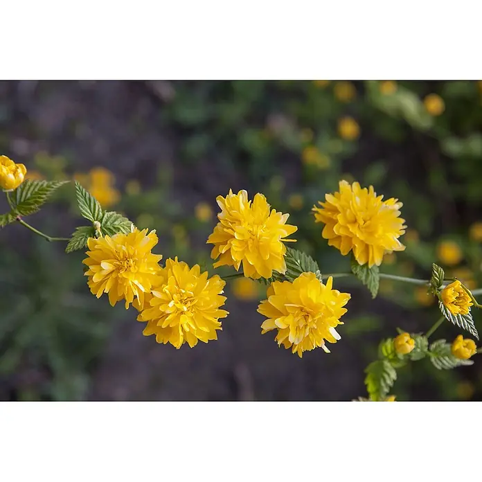 Pflanzen für dich Ranunkelstrauch 60-100 cm - Kerria japonica 'Pleniflora', Aktuelle Wuchshöhe: 60 cm - 100 cm, Gelb - Lebendige gelbe, gefüllte Blüten und grüne Blätter an einem Ast, in voller Blüte.