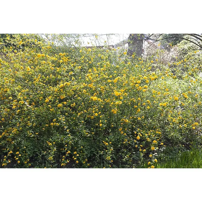 Pflanzen für dich Ranunkelstrauch 80-100 cm - Kerria japonica, Aktuelle Wuchshöhe: 80 cm - 100 cm, Gelb - Japanische Kerrie mit vielen leuchtend gelben, gefüllten Blüten und grünem Laub.