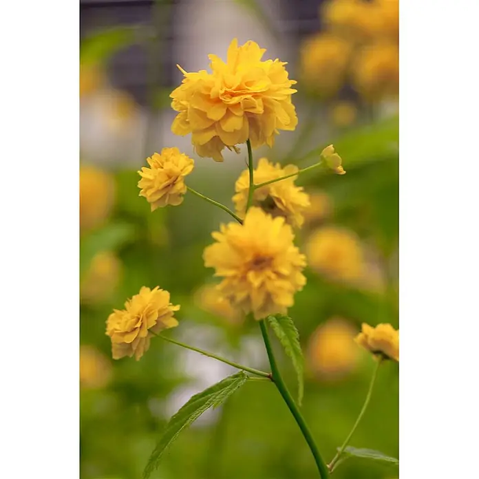 Pflanzen für dich Ranunkelstrauch 60-100 cm - Kerria japonica 'Pleniflora', Aktuelle Wuchshöhe: 60 cm - 100 cm, Gelb - Leuchtend gelbe, gefüllte Blüten an grünen Stielen.