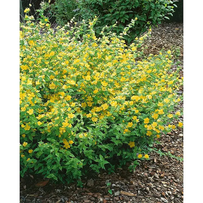 Pflanzen für dich Ranunkelstrauch 60-100 cm - Kerria japonica 'Golden Guinea', Aktuelle Wuchshöhe: 60 cm - 100 cm, Gelb - Ein leuchtend grüner Strauch mit zahlreichen hellgelben Blüten in einem Garten mit Mulch.