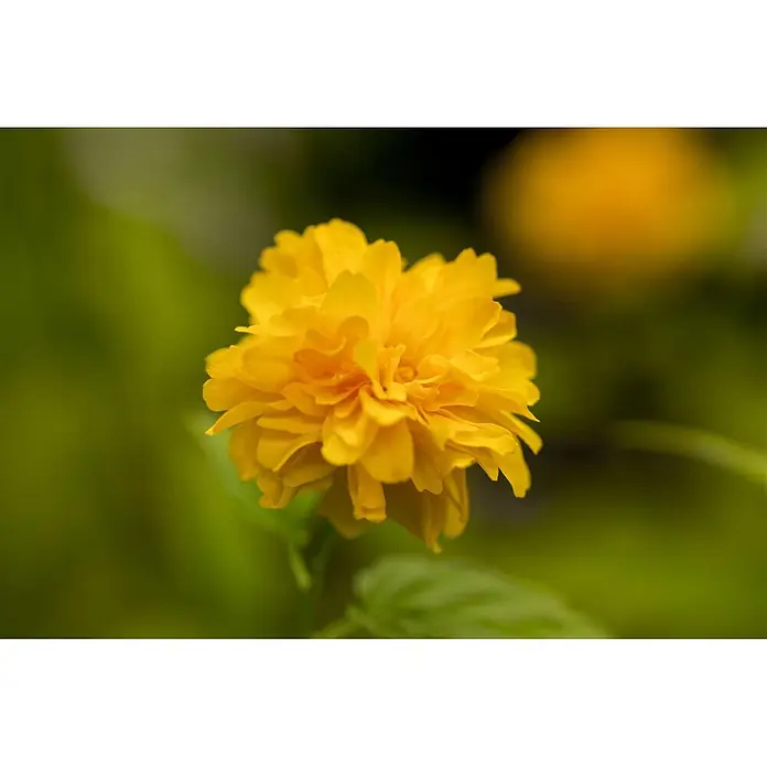 Pflanzen für dich Ranunkelstrauch 60-100 cm - Kerria japonica 'Pleniflora', Aktuelle Wuchshöhe: 60 cm - 100 cm, Gelb - Nahaufnahme einer leuchtend gelben Blüte mit zahlreichen gekräuselten Blütenblättern.