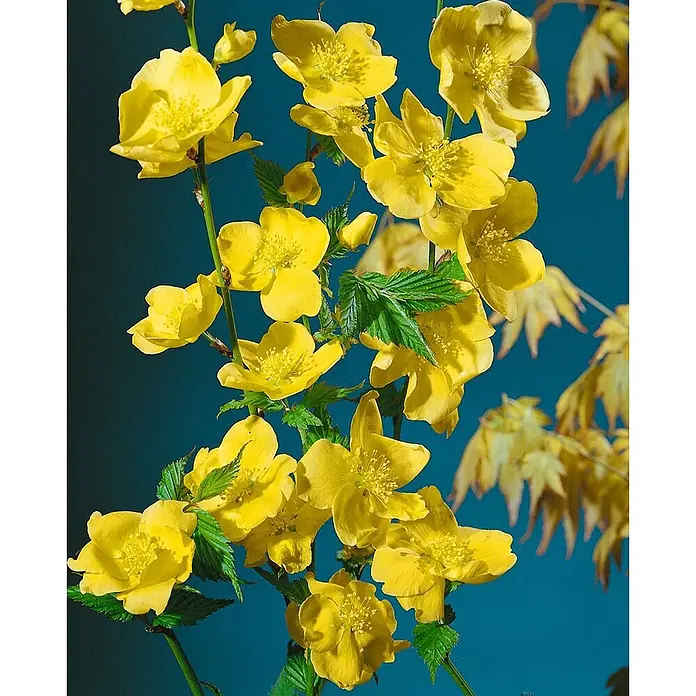 Pflanzen für dich Ranunkelstrauch 60-100 cm - Kerria japonica 'Golden Guinea', Aktuelle Wuchshöhe: 60 cm - 100 cm, Gelb - Leuchtend gelbe Blüten mit grünen Blättern vor einem dunkelblauen Hintergrund.