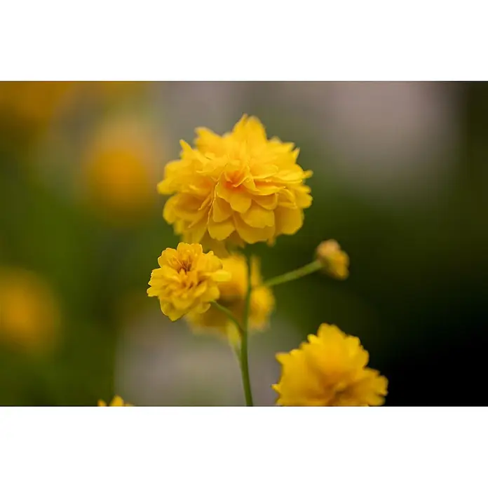 Pflanzen für dich Ranunkelstrauch 60-100 cm - Kerria japonica 'Pleniflora', Aktuelle Wuchshöhe: 60 cm - 100 cm, Gelb - Mehrere leuchtend gelbe Blüten mit gekräuselten Blütenblättern an schlanken grünen Stielen in natürlicher Umgebung.