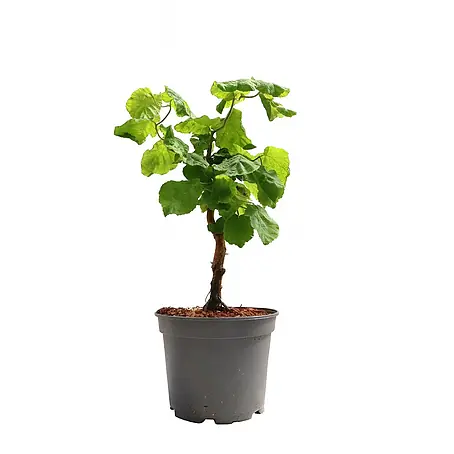 Pflanzen für dich  Korkenzieherhasel 40-60 cm