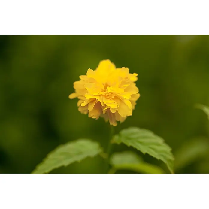 Pflanzen für dich Ranunkelstrauch 60-100 cm - Kerria japonica 'Pleniflora', Aktuelle Wuchshöhe: 60 cm - 100 cm, Gelb - Eine leuchtend gelbe, mehrblättrige Blume mit weichen grünen Blättern darunter.