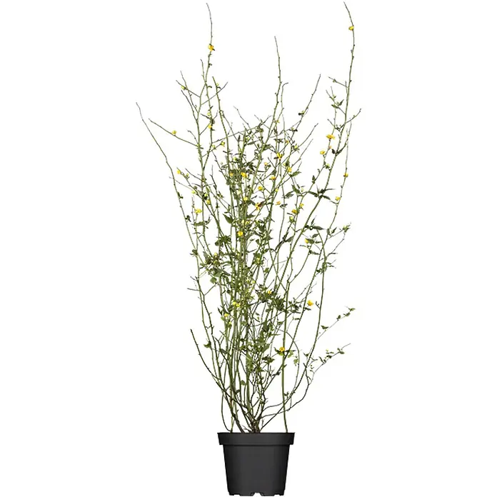 Pflanzen für dich Ranunkelstrauch 60-100 cm - Kerria japonica 'Pleniflora', Aktuelle Wuchshöhe: 60 cm - 100 cm, Gelb - Hohe Topfpflanze mit dünnen grünen Stielen und kleinen gelben Blüten in einem schwarzen Topf.