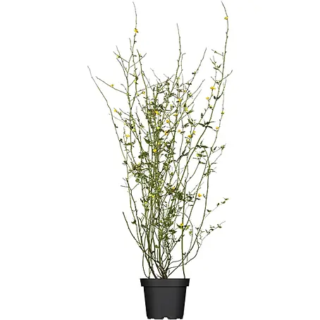 Pflanzen für dich  Ranunkelstrauch 60-100 cm
