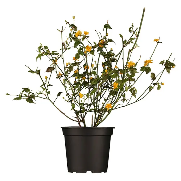 Pflanzen für dich Ranunkelstrauch 40-60 cm - Kerria japonica 'Pleniflora', Aktuelle Wuchshöhe: 40 cm - 60 cm, Gelb - Topfpflanze mit leuchtend gelben Blüten und grünen Blättern in einem schwarzen Plastiktopf.