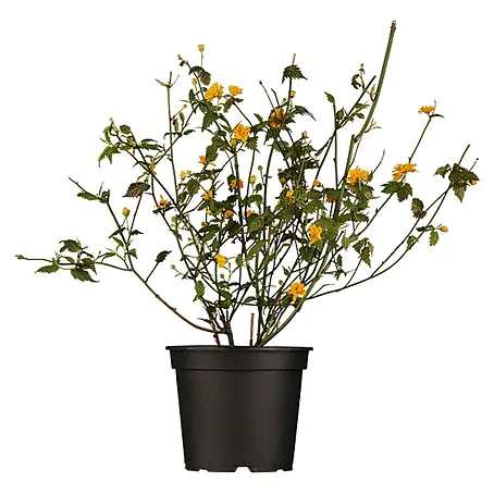 Pflanzen für dich  Ranunkelstrauch 40-60 cm