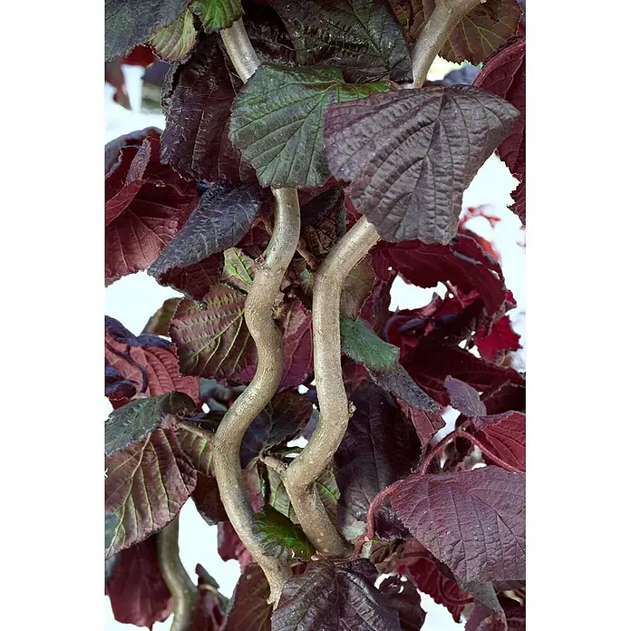 Pflanzen für dich Korkenzieherhasel 80-100 cm - Corylus avellana 'Red Majestic', Aktuelle Wuchshöhe: 80 cm - 100 cm - Nahaufnahme einer Pflanze mit dunkelroten und grünen Blättern und charakteristischen verdrehten, hellbraunen Ästen.