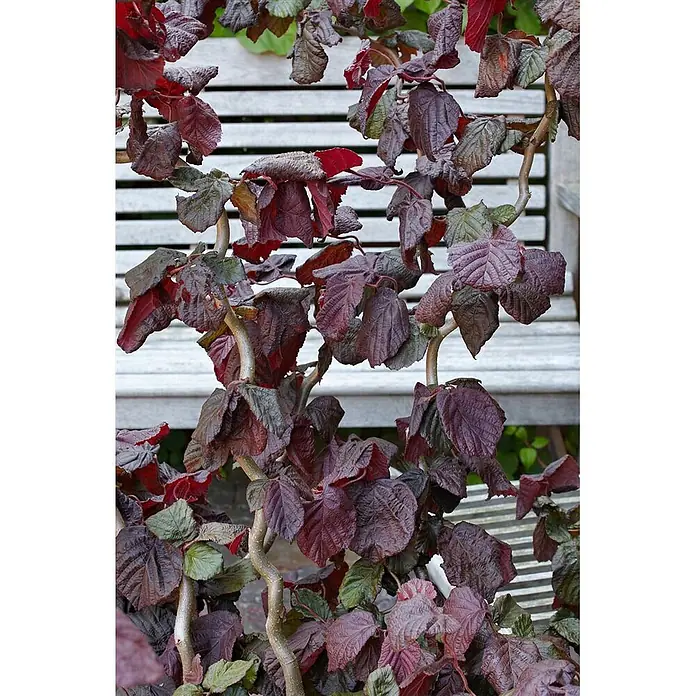 Pflanzen für dich Korkenzieherhasel 80-100 cm - Corylus avellana 'Red Majestic', Aktuelle Wuchshöhe: 80 cm - 100 cm - Zierstrauch mit dunkelroten, gekräuselten Blättern und verdrehten Ästen.