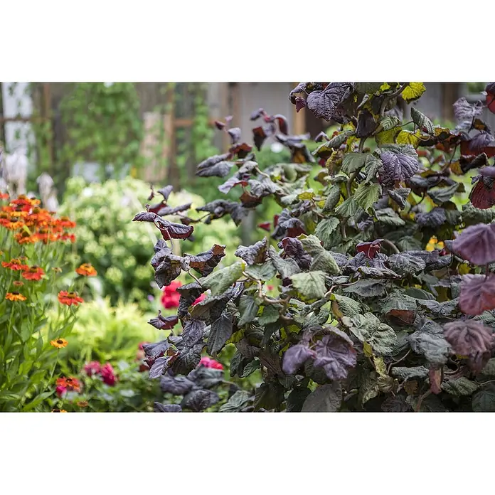 Pflanzen für dich Korkenzieherhasel 80-100 cm - Corylus avellana 'Red Majestic', Aktuelle Wuchshöhe: 80 cm - 100 cm - Eine Nahaufnahme eines Zierstrauchs mit dunkelvioletten und grünen, strukturierten Blättern, vor einem verschwommenen Gartenhintergrund mit orangefarbenen und roten Blumen.