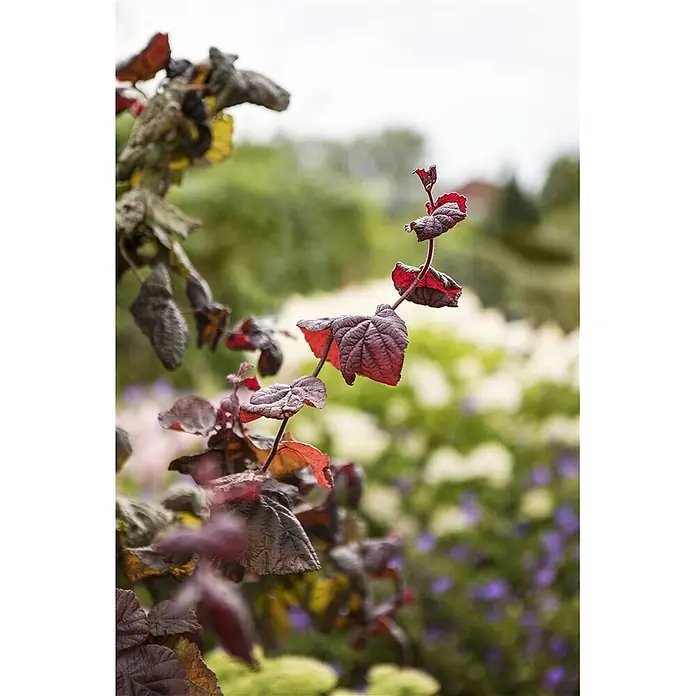 Pflanzen für dich Korkenzieherhasel 80-100 cm - Corylus avellana 'Red Majestic', Aktuelle Wuchshöhe: 80 cm - 100 cm - Nahaufnahme einer Pflanze mit tief strukturierten dunkelroten und violetten Blättern, teils mit orangefarbenen Untertönen.