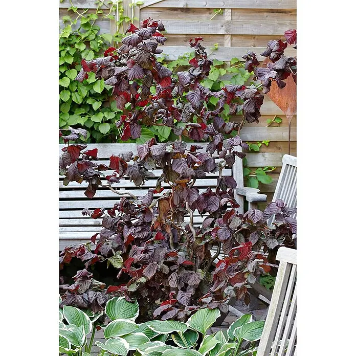 Pflanzen für dich Korkenzieherhasel 80-100 cm - Corylus avellana 'Red Majestic', Aktuelle Wuchshöhe: 80 cm - 100 cm - Dunkelrot belaubte Pflanze im Garten, mit grünen Hostas und einer Holzbank.