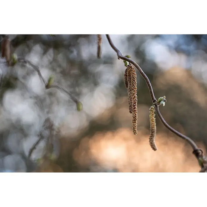 Pflanzen für dich Korkenzieherhasel 40-60 cm - Corylus avellana 'Contorta', Aktuelle Wuchshöhe: 40 cm - 60 cm - Nahaufnahme eines Haselnusszweigs mit mehreren hellbraunen Kätzchen und kleinen grünen Knospen vor einem weichen, unscharfen Naturhintergrund.