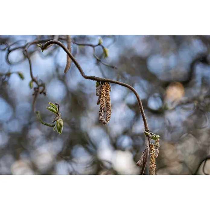 Pflanzen für dich Korkenzieherhasel 40-60 cm - Corylus avellana 'Contorta', Aktuelle Wuchshöhe: 40 cm - 60 cm - Verdrehte Haselnusszweige mit hängenden braunen Kätzchen und kleinen grünen Blattknospen.