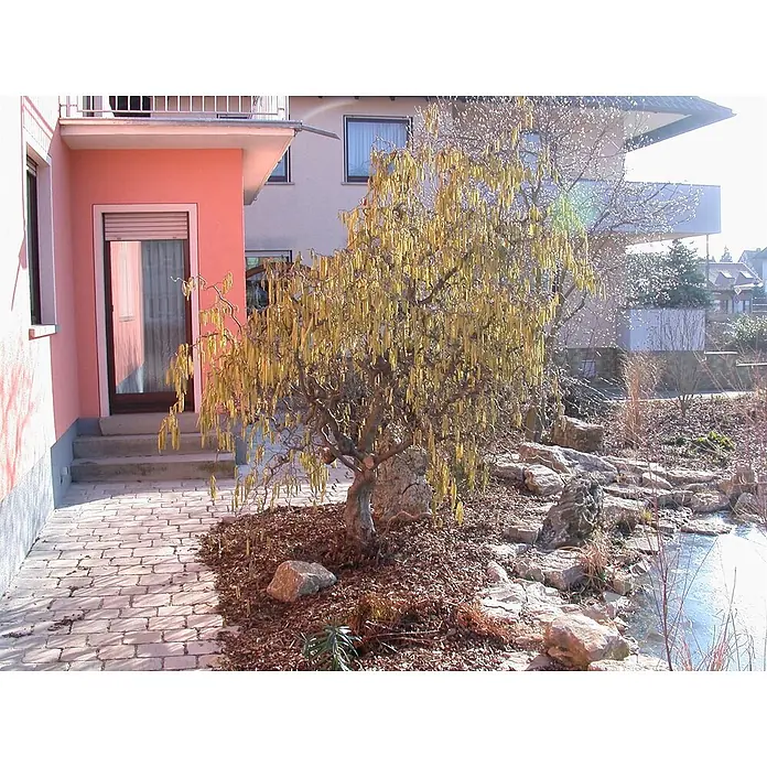 Pflanzen für dich Korkenzieherhasel 40-60 cm - Corylus avellana 'Contorta', Aktuelle Wuchshöhe: 40 cm - 60 cm - Reifer Korkenzieherhaselbaum mit gelben Kätzchen, der einen sonnigen Landschaftsgarten mit rosa Haus und gepflastertem Weg bereichert.