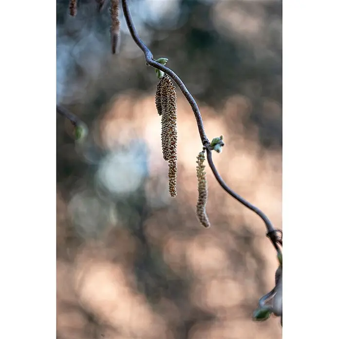 Pflanzen für dich Korkenzieherhasel 40-60 cm - Corylus avellana 'Contorta', Aktuelle Wuchshöhe: 40 cm - 60 cm - Braunbeige Haselkätzchen hängen an einem schlanken Ast vor weich verschwommenem Hintergrund.