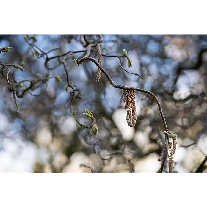 Pflanzen für dich Korkenzieherhasel 40-60 cm - Corylus avellana 'Contorta', Aktuelle Wuchshöhe: 40 cm - 60 cm - Nahaufnahme von lockigen Baumästen mit hängenden Kätzchen und frischen grünen Knospen vor weichem, unscharfem Hintergrund.