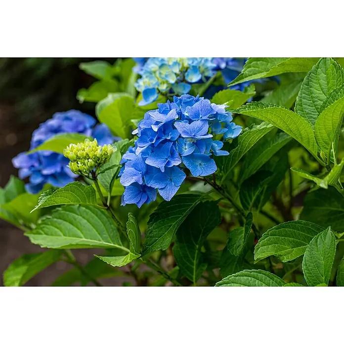 Pflanzen für dich Hortensie 40-60 cm - Hydrangea macrophylla 'Belle Seduction', Mehrfarbig - Leuchtend blaue Hortensienblüten an einem Strauch, umgeben von saftig grünen Blättern und aufkommenden grünen Knospen.