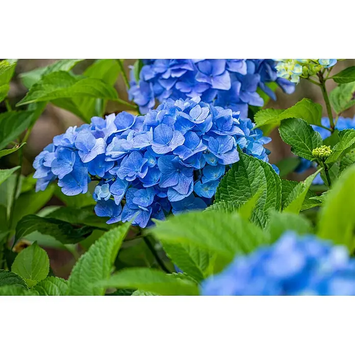 Pflanzen für dich Hortensie 40-60 cm - Hydrangea macrophylla 'Belle Seduction', Mehrfarbig - Leuchtend blaue Hortensien blühen zwischen saftig grünen Blättern.