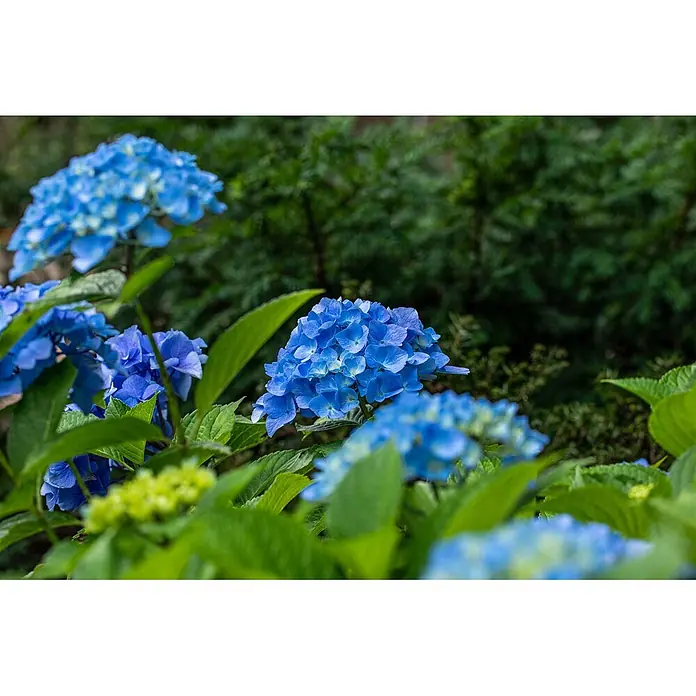 Pflanzen für dich Hortensie 40-60 cm - Hydrangea macrophylla 'Belle Seduction', Mehrfarbig - Lebendige blaue Hortensienblüten in einer üppigen Gartenumgebung.