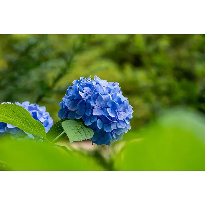 Pflanzen für dich Hortensie 40-60 cm - Hydrangea macrophylla 'Belle Seduction', Mehrfarbig - Zwei leuchtend blaue Hortensienblüten mit grünen Blättern, eine scharf im Fokus.